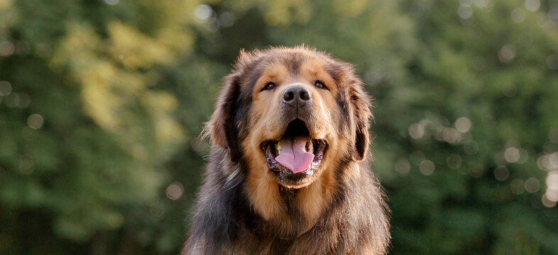 Dog breed Tibetan Mastiff portrait on the grass
