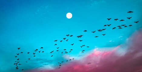 Groups of geese flying in formats in the blue cloudy sky with a full moon at dawn with pink clouds rising © Naya Na