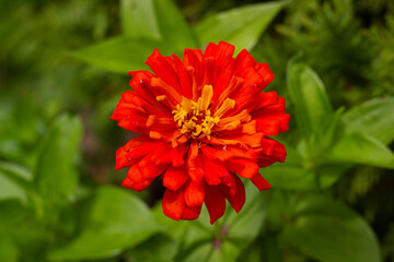 red and yellow xenia flower