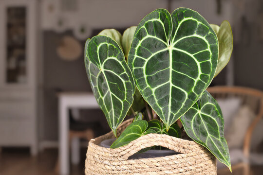Beautiful leaves with white lace pattern veins of exotic 'Anthurium Clarinervium' houseplant