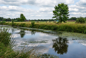 Fototapeta na wymiar Green nature reserve with water plants at the River Mark, The Netherlands