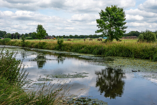 Green nature reserve with water plants at the River Mark, The Netherlands