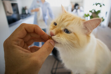 White Siberian Forest cat being treated well