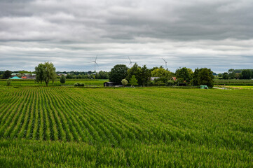 Fototapeta na wymiar Agriculture field at the Dutch countryside around Ochten