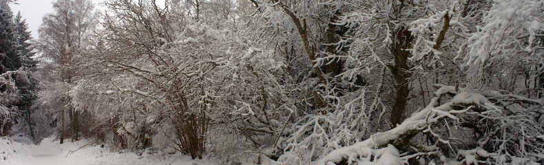 panoramic view of the Auvergne plain and forest under the snow