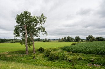 Green hills and meadows at the wetlands in the natural flood zone around Passewaaij