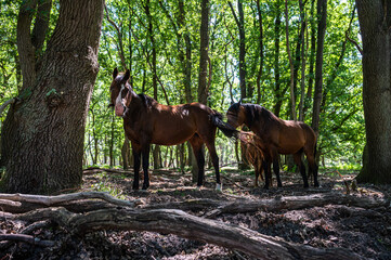 Horses having a rest under the shadow of trees at the Veluwe Nature Reserve
