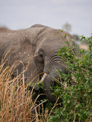 Elephants in the savanna eating acacia tree