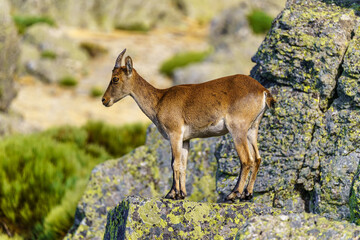 Hispanic wild goat on a rock in the high mountains of the Community of Madrid, Spain.