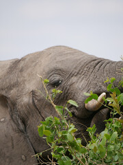 Elephants in the savanna eating acacia tree