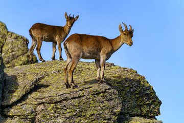Pair of Hispanic goats climbed on a large rock and looking at the camera in the Sierra de Guadarrama, Spain.