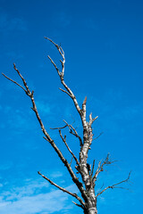 Lonely dry tree branch against blue sky, Veluwe