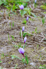 Crocus buds in the farmer's field came out of the ground.