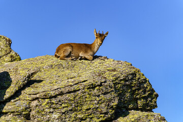 Little Hispanic goat resting on top of a large rock on a sunny day in the Sierra de Guadarrama, Spain.