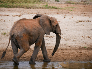 Elephants in the savanna with mud 