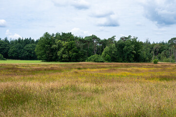 Woods and heather landscape in summer at the Netherlands