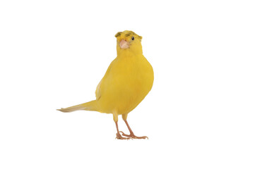 beautiful canary isolated on white background