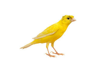 beautiful canary isolated on white background