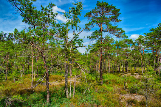 Wanderparadies Haldenkanalen - Honningen bei Schweden