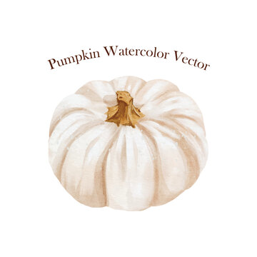 White pumpkin watercolor vector isolated on white background