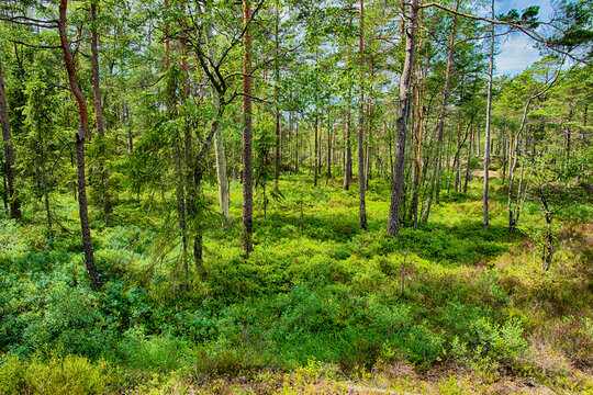 Wanderparadies Haldenkanalen - Honningen bei Schweden
