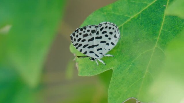 Close up small white butterfly with black spots on the green leaf, Common Pierrot or Castalius rosimon