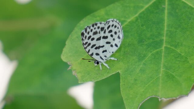 The Common Pierrot butterfly perched on a green leaf