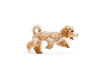 Beautiful pedigree puppy, Maltipoo dog isolated over white studio background. Concept of care, animal life, health, ad, show, breed of dog