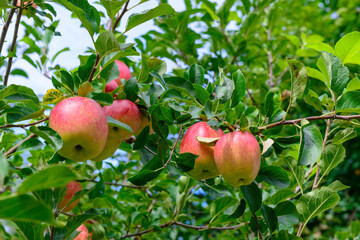 Jonagold Apple growing along Lake Constance, Germany, saftig, süß mit feinsäuerlichem Aroma
guter Tafel-, Back- und Kochapfel