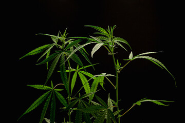 Cannabis plant against a black background. Texture marijuana leaves
