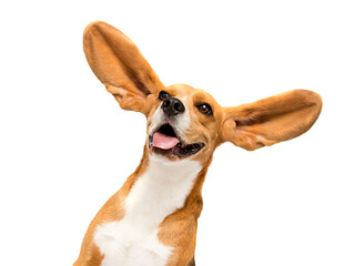 beagle dog with big ears listens on white background