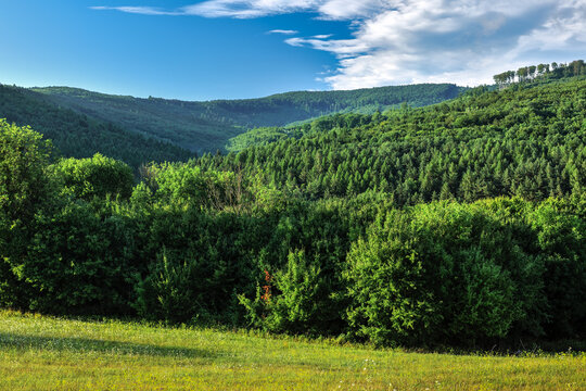 Summer landscape with mixed forest. Side light, late afternoon . Horna Suca, Slovakia.