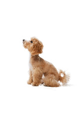Studio shot of cute sand color Maltipoo dog posing isolated over white background. Concept of care, animal life, health, ad, show, breed of dog