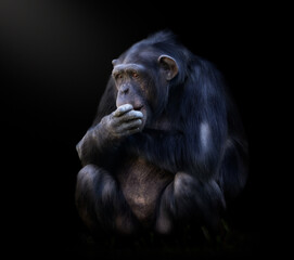 fotografia fineart de un chimpance comiendo con fondo negro,