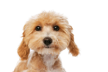 Closeup pedigree puppy, Maltipoo dog isolated over white studio background. Concept of care, animal life, health, ad, show, breed of dog
