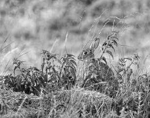 jeune lapin jouant dans des herbes hautes