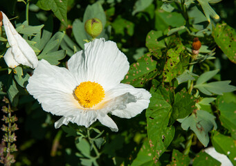 Pua kala blossom in the garden
