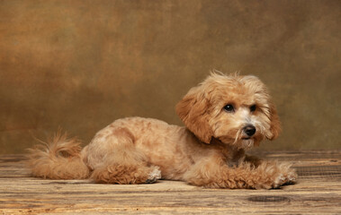 Cinematic portrait of cute pet, Maltipoo dog posing isolated over dark vintage background. Concept of art, pets love, animal life and care.