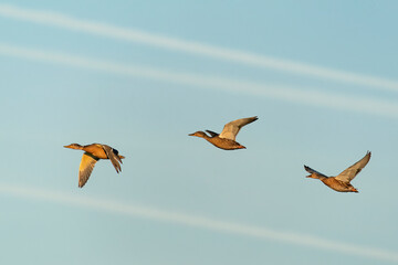 Three female Mallards in flight (Anas platyrhynchos) between line shaped contrails.  Gelderland in...