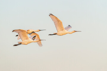 Three Beautiful juvenile Eurasian Spoonbill or common spoonbill (Platalea leucorodia)  in flight. Gelderland in the Netherlands.                                   