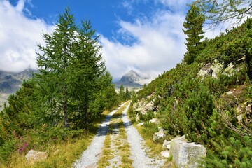 Gravel road leading past larch (Larix decidua) trees and a view of mountains bellow Hochalmspitze in High Tauern, Carinthia, Austria