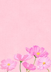 パステル風でピンク色をバックに可愛い桃色のコスモスが5本咲いている背景素材（縦）