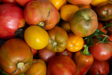 Harvest of ripe tomatoes