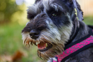 Puppy Zwergschnauzer with open mouth and pink tongue. A dog's muzzle close up on a green background. A service, hunting guarding dogs breed Canine animal, pet outdoors in green park woods. Happy doggy