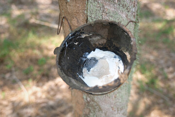 Rubber tree and bowl filled with latex.