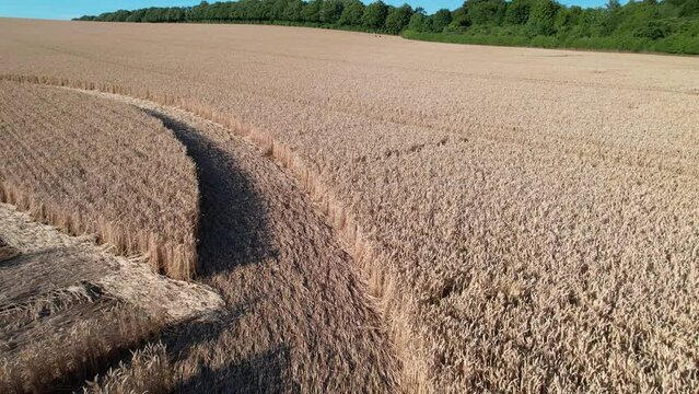 Flying Over A Dense  Agricultural Corn Circle In Micheldever Station, England, UK. Drone Forward