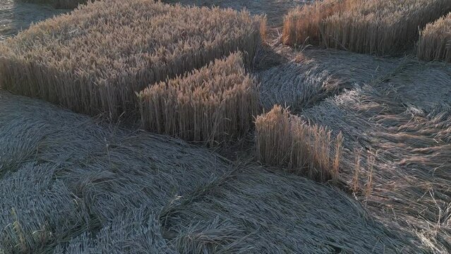 Detail Of A Crop Circle In A Field In Micheldever Station, England. - aerial