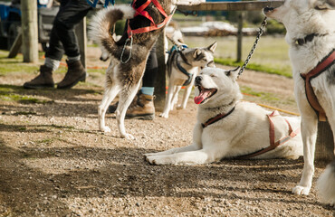 purebred siberian husky dog outdoors