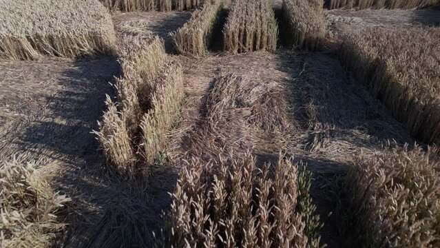Golden Wheat Crops Forming Pattern Of A Crop Circle Near Micheldever Station In Hampshire, UK. drone shot