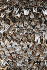 background pattern abstracts of cycads plant bark texture